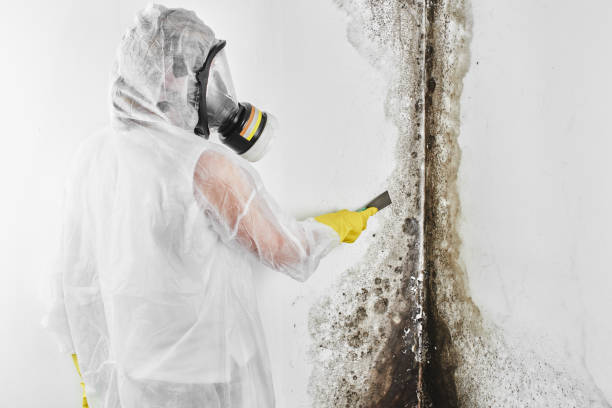 Environmental Consulting for Mold Prevention in Pond Creek, OK